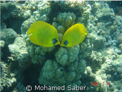 red sea 
BY :MOHAMED SABER by Mohamed Saber 